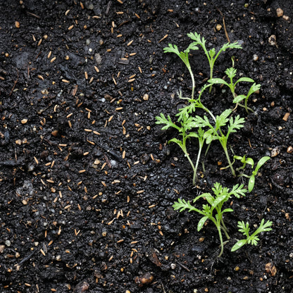 German Chamomile Seeds (Matricaria chamomilla)