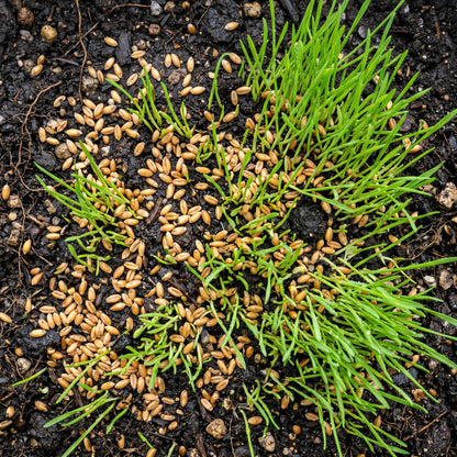 Wheat Grass Seeds – Indoor Growing Seeds