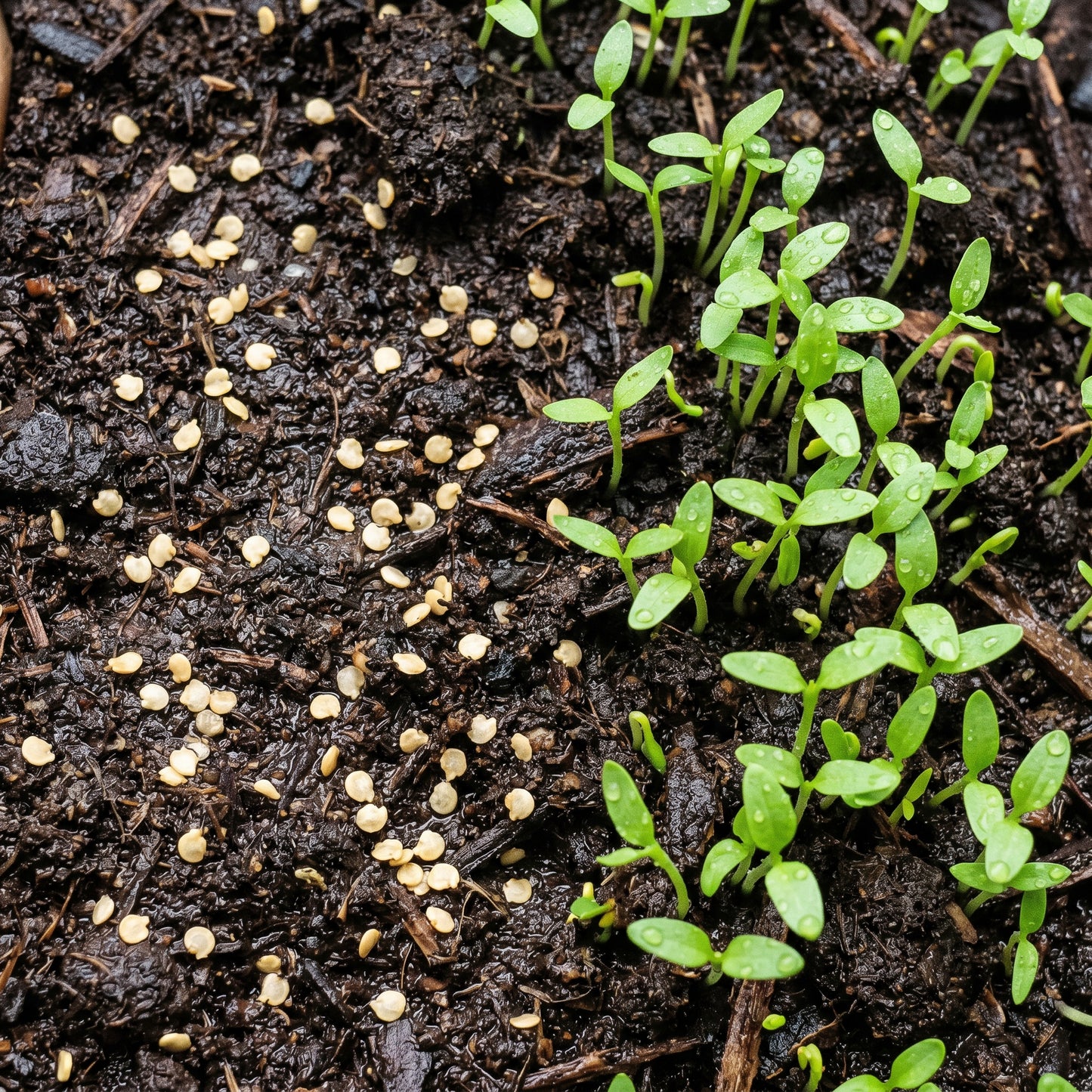 Ground Cherry Seeds – Husk Tomato Type