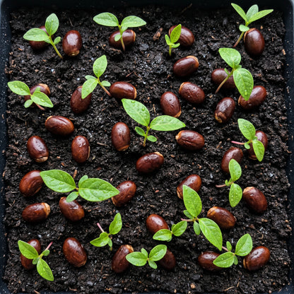 Lychee Seeds – Fruit Tree Seeds