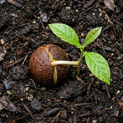 Avocado Seeds – Fruit Plant Seeds