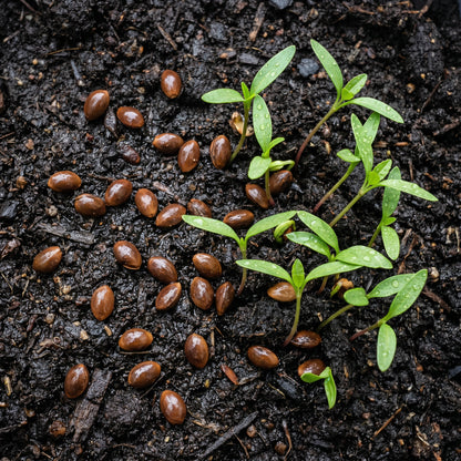 Star Anise Seeds