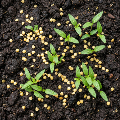 Mixed Pepper Seeds Variety for Garden Planting
