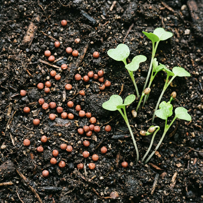 German Giant Radish Seeds for Root Garden Growing