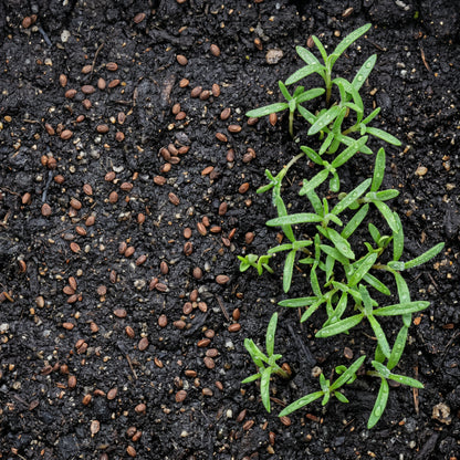 Rosemary Seeds for Herb Garden Planting