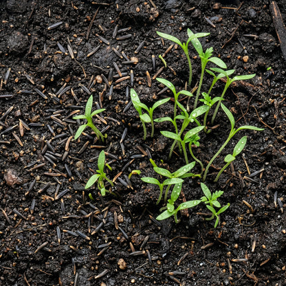 Mixed Marigold Seeds for Bright Flower Garden
