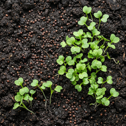 Kale Seeds Blue Scotch Curled for Garden Growing