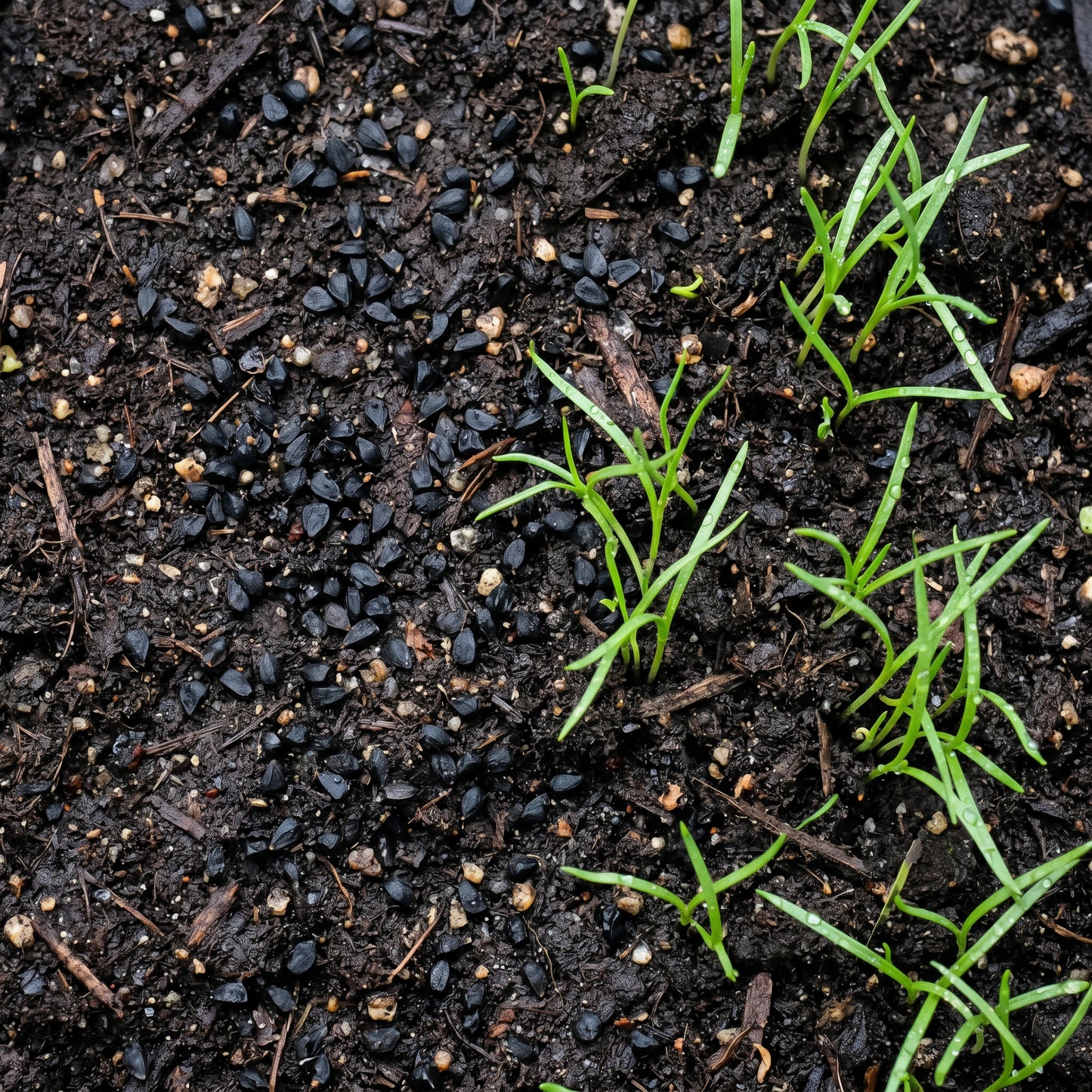 Onion Seeds White Sweet for Garden Growing