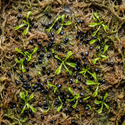 Venus Flytrap Seeds for Indoor Plant Growing