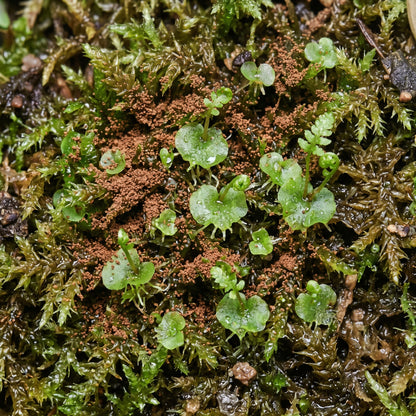 Western Swordfern Spores (Polystichum munitum) Fern Planting Material for Garden and Indoor Green Foliage