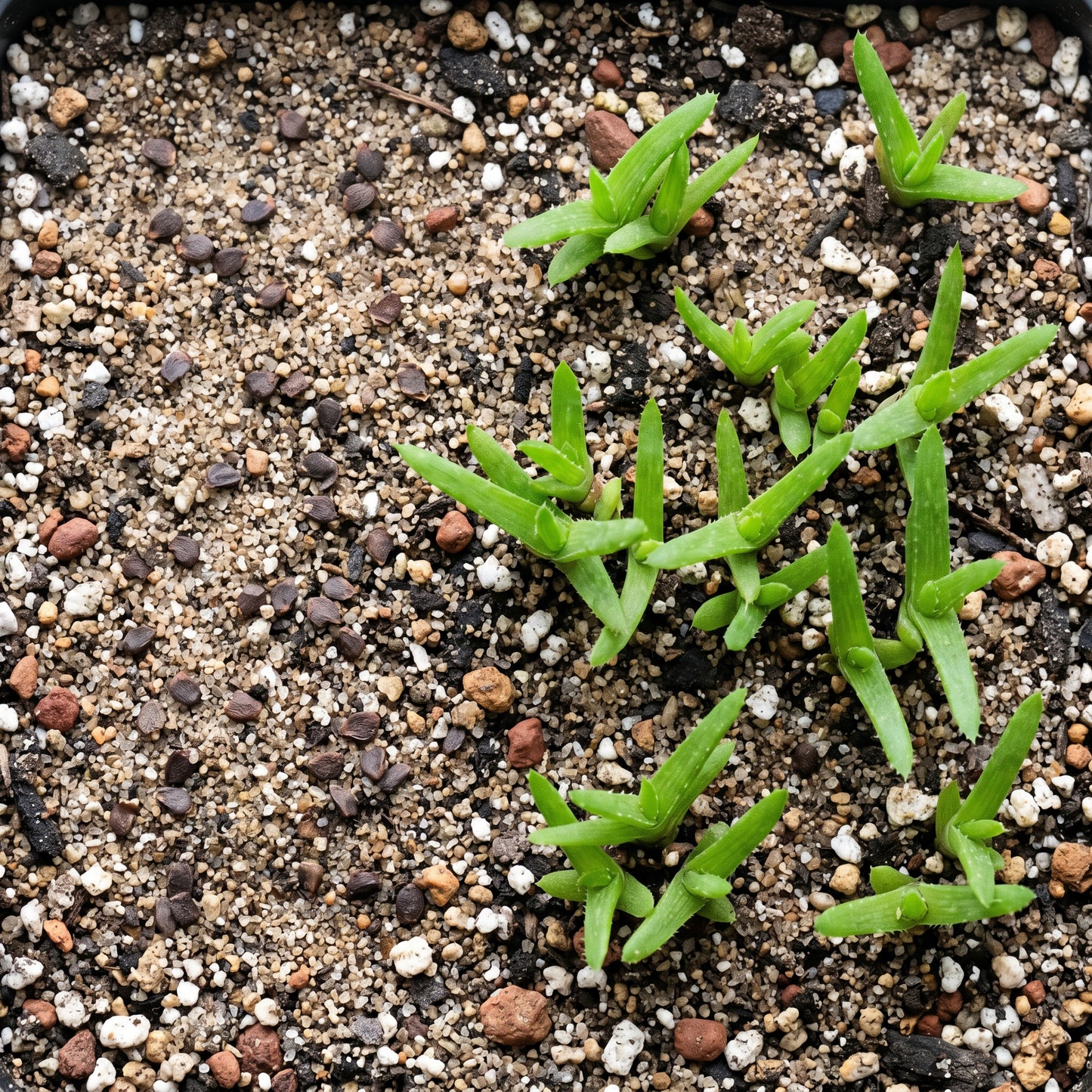 Aloe Vera Plant Seeds Green Variety for Indoor and Outdoor Succulent Growing