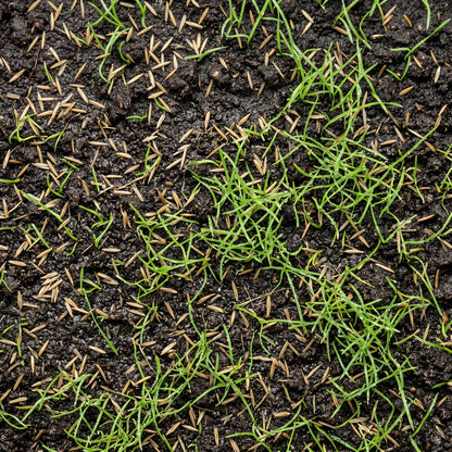 Tall Fescue Grass Seeds for Lawn and Landscape Growing