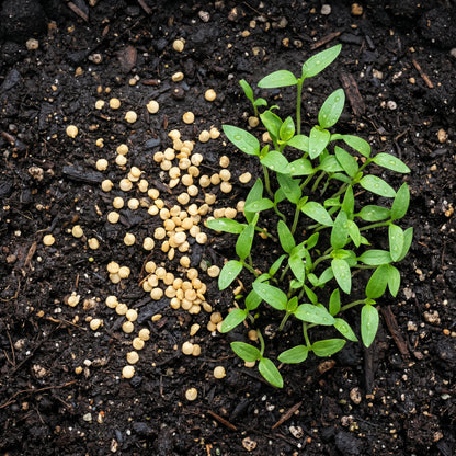 Bell Pepper Seeds California Wonder Vegetable Plant for Garden Growing