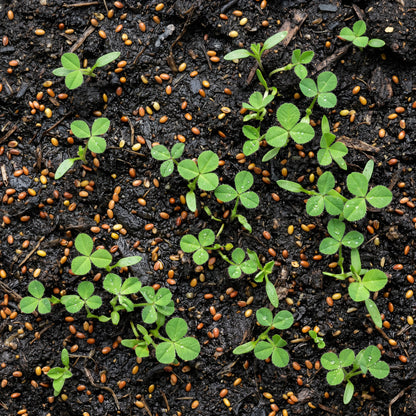 Red Clover Seeds (Trifolium pratense) Flower Plant for Garden Growing