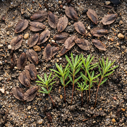 Banksia Seeds Hairpin Variety for Garden Planting