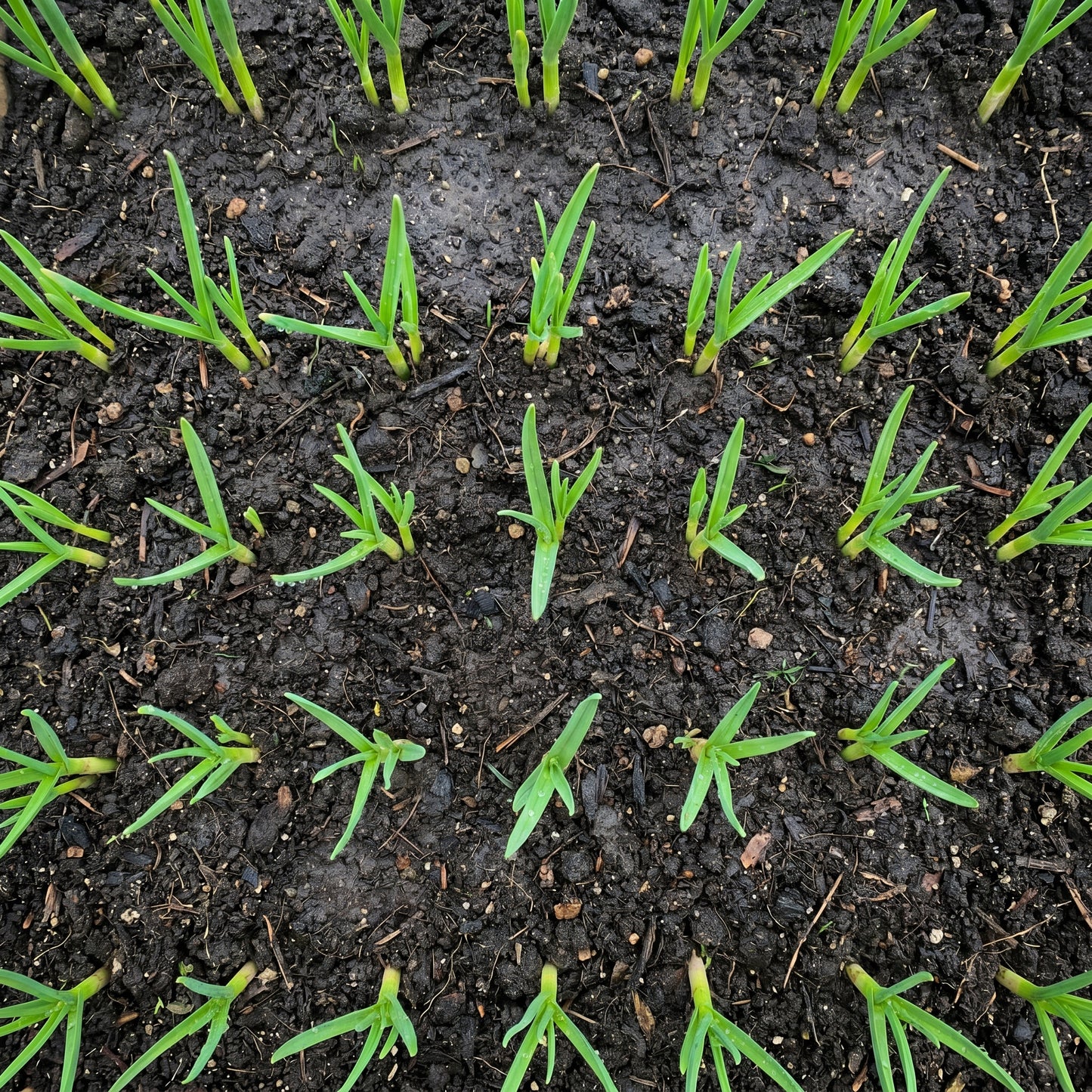 Garlic Cloves for Kitchen Garden Growing