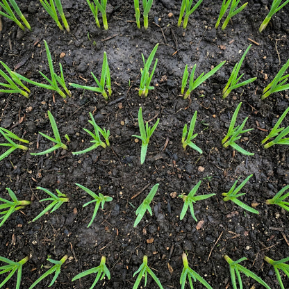 Garlic Cloves for Kitchen Garden Growing