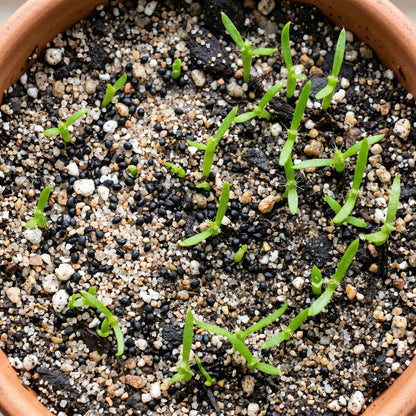 Dragon Fruit Seeds Pitaya Plant for Garden Growing