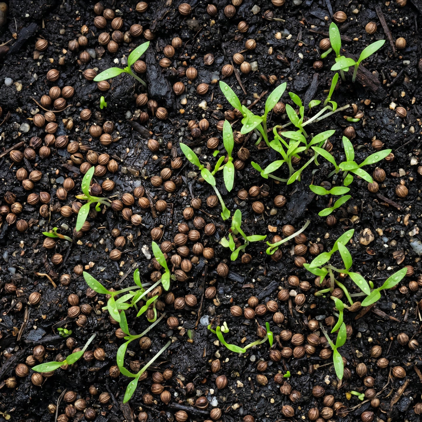 Coriander Seeds for Herb Garden Planting