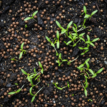 Coriander Seeds for Herb Garden Planting