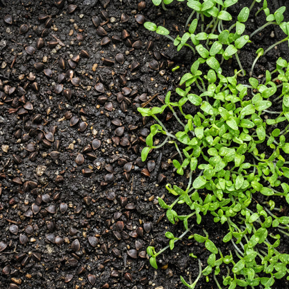 Buckwheat Seeds for Cover Crop Growing