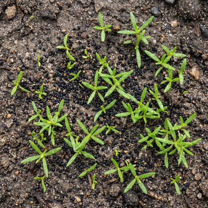 Moss Rose Seeds Flower Plant for Garden Growing