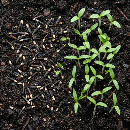 Marigold Seeds Flower Plant for Garden Growing