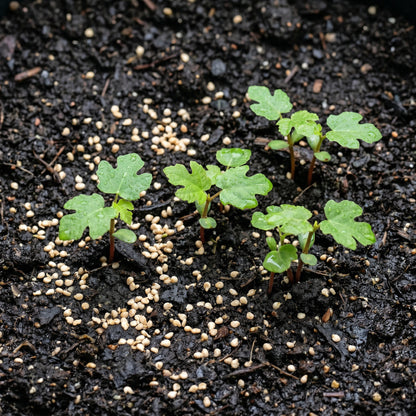 Fig Seeds Fruit Plant for Garden Growing