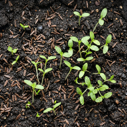 Chrysanthemum Seeds Flower Plant for Garden Growing