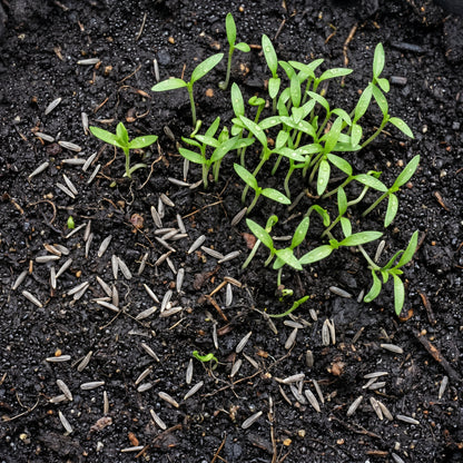 Cornflower Seeds Flower Plant for Garden Growing