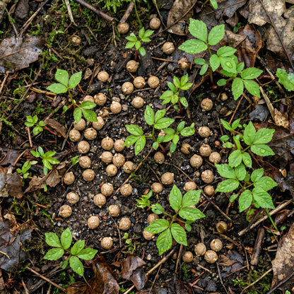 Ginseng Seeds Plant for Shaded Garden Growing