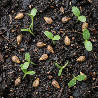 Grape Seeds Fruit Vine for Garden Growing