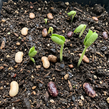 Bush Bean Seeds Vegetable Plant for Garden Growing