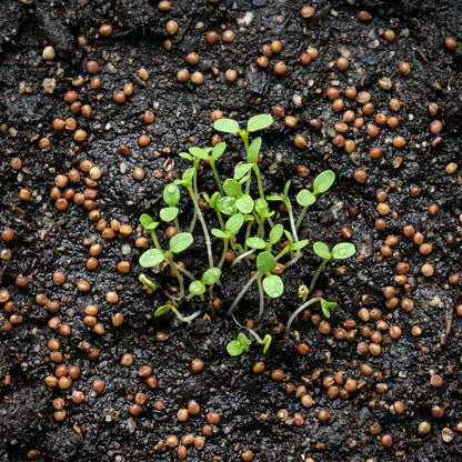 Clover Seeds Flower Plant for Garden Ground Cover