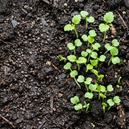 Lemon Balm Seeds Herb Plant for Garden Growing
