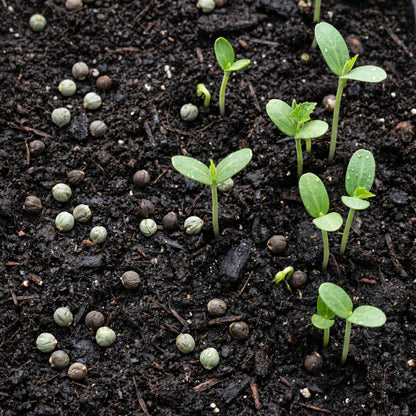 Okra Seeds Vegetable Plant for Garden Growing