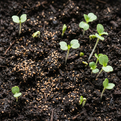 Hydrangea Seeds Flower Shrub for Garden Growing