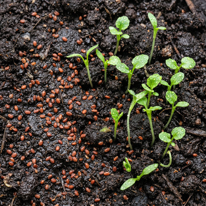 Watercress Seeds Leafy Herb Plant for Garden Growing