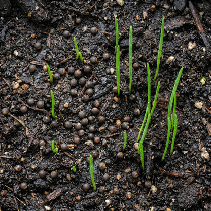 Asparagus Seeds Vegetable Plant for Garden Growing