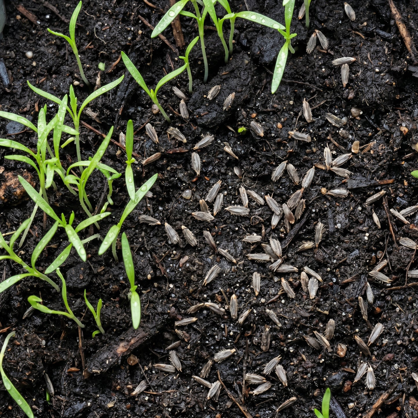 Blue Flower Seeds for Garden Growing