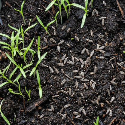 Blue Flower Seeds for Garden Growing