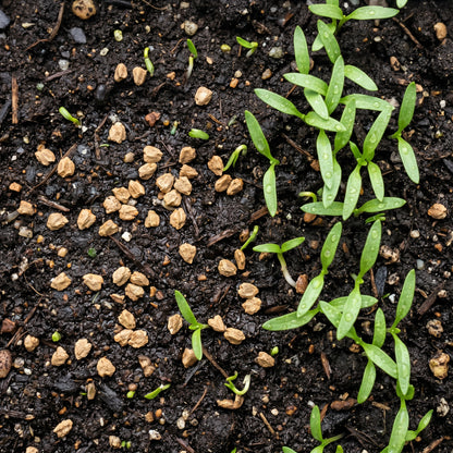 Spinach Seeds Leafy Vegetable Plant for Garden Growing