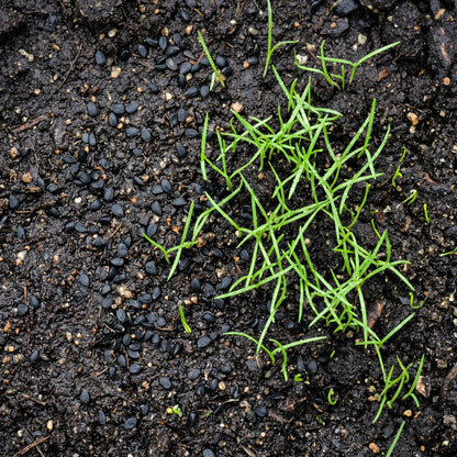 Leek Seeds Vegetable Plant for Garden Growing