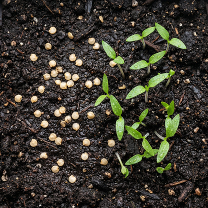 Jalapeno Pepper Seeds Vegetable Plant for Garden Growing