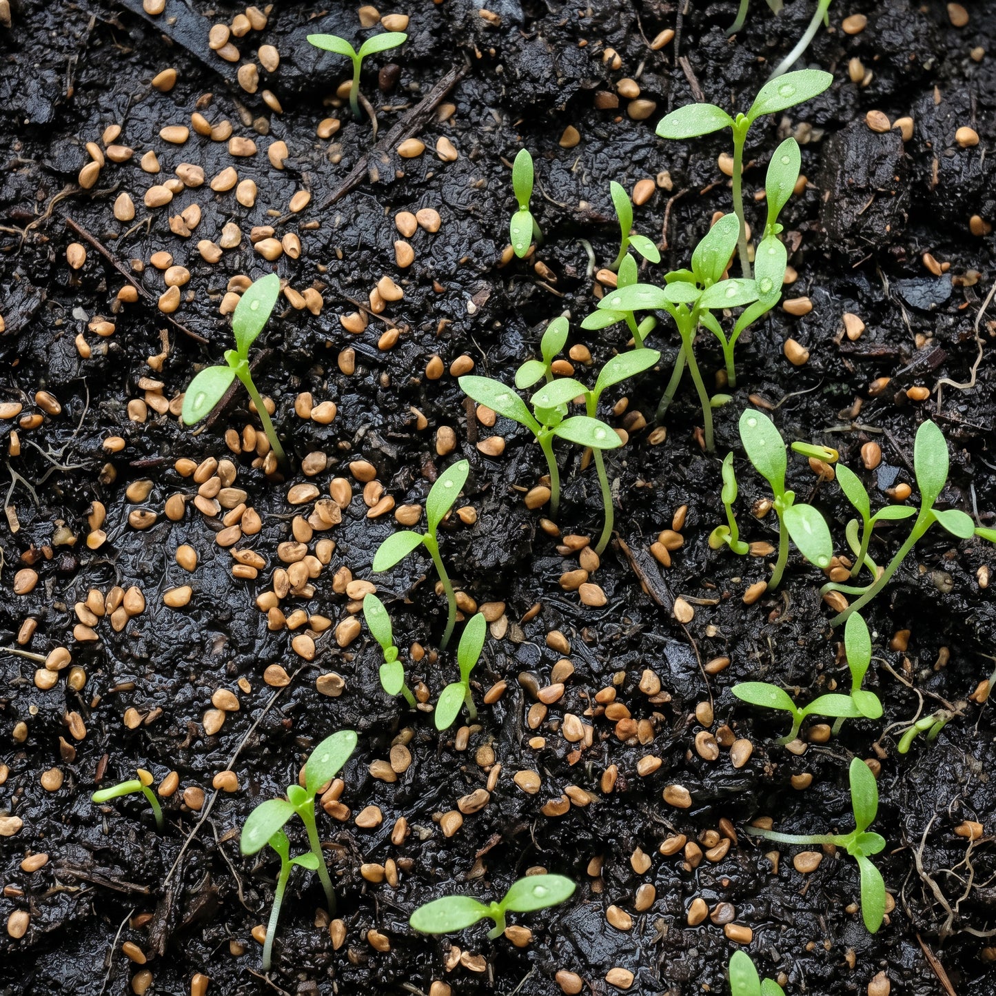 Alyssum Seeds Flower Plant for Garden Growing
