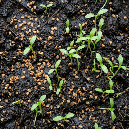 Alyssum Seeds Flower Plant for Garden Growing