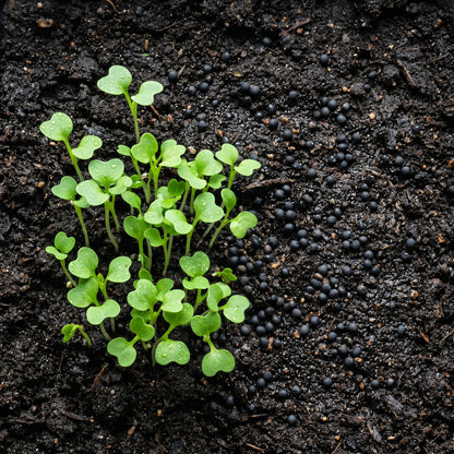 Cauliflower Seeds for Garden Growing Vegetable Plant