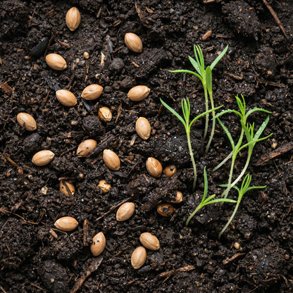 Juniper Seeds Tree Plant for Garden Growing