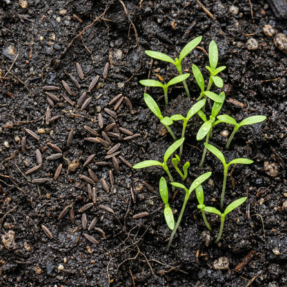 Verbena Seeds Flower Plant for Garden Growing
