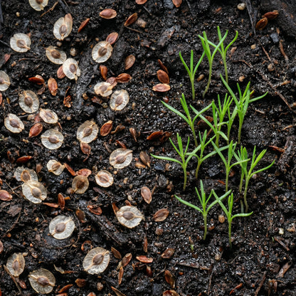 Thuja Seeds Tree Plant for Garden Growing
